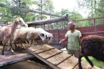 Αυστηρός έλεγχος εισαγωγών ζώων από Σλοβακία – Ουγγαρία