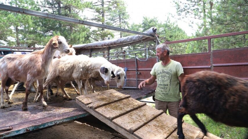 Αυστηρός έλεγχος εισαγωγών ζώων από Σλοβακία – Ουγγαρία