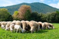 Το ΥΠΑΑΤ διευκρινίζει τα μέτρα περιορισμού στα αιγοπρόβατα