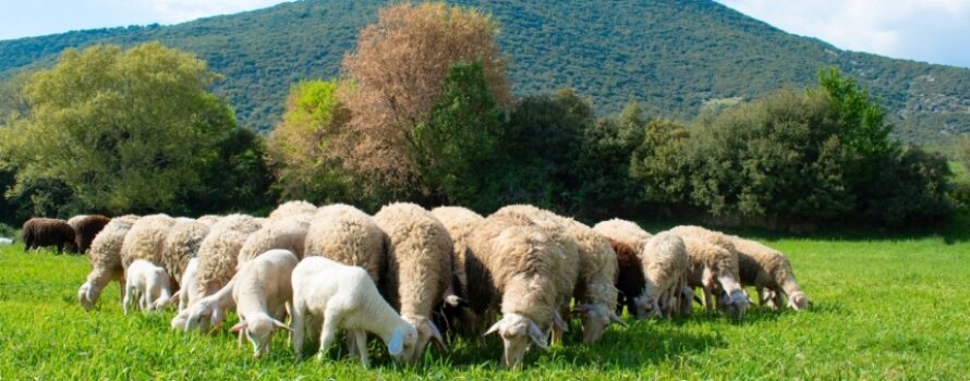 Το ΥΠΑΑτ διευκρινίζει τα μέτρα περιορισμού στα αιγοπρόβατα