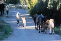 Νόμος για ανεπιτήρητα ζώα