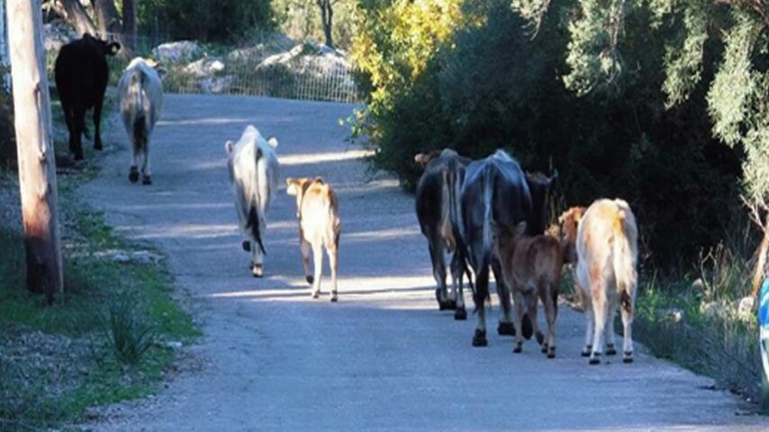 Νόμος για ανεπιτήρητα ζώα