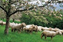 Παράταση μέχρι 3 Ιουνίου στα μέτρα για την ευλογιά των προβάτων