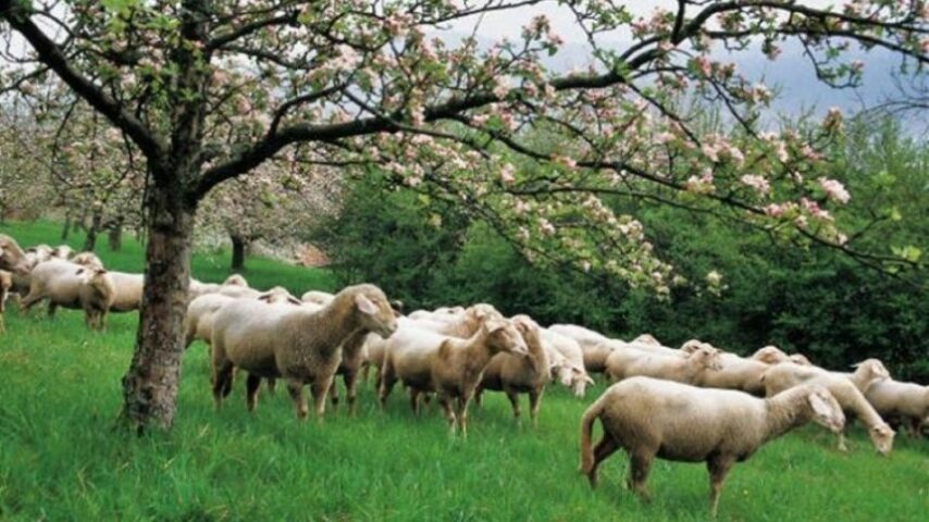 Παράταση μέχρι 3 Ιουνίου στα μέτρα για την ευλογιά των προβάτων
