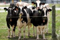 Νέα κρούσματα αφθώδους στη Λέσβο