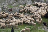 Υποχρεωτικός ο βώλος σε εκτροφές άνω των 900 αιγοπροβάτων