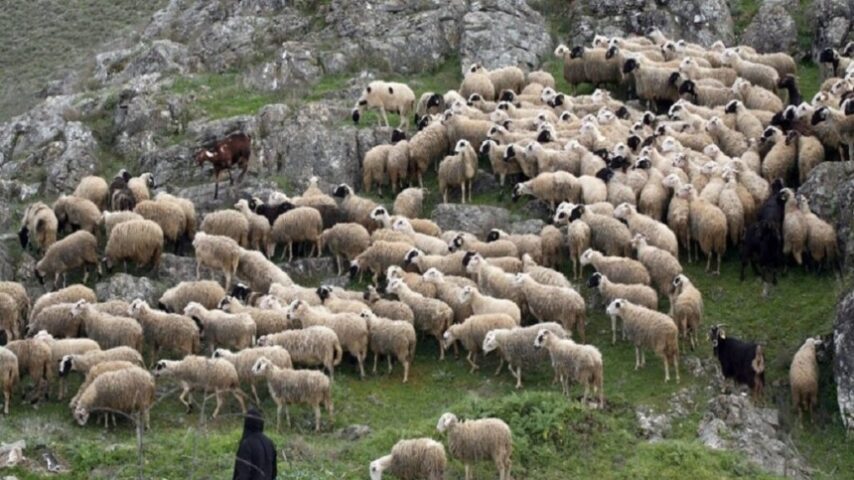 Χαλκιδική: Μάχη με την ευλογιά – Θανατώνονται 1.600 ζώα