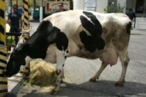 Δανεικά για να τραφούν τα ζώα