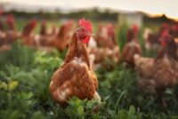Η ευρωπαϊκή πολιτική για την πτηνοτροφία εξελίσσεται