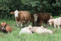 Αποζημιώσεις και μάχη επιβίωσης