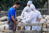 Καταρρέουν οι κτηνιατρικές υπηρεσίες στο Β. Αιγαίο