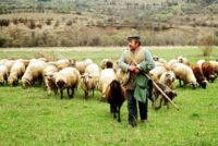 Εξάρτηση της κτηνοτροφίας από τις επιδοτήσεις
