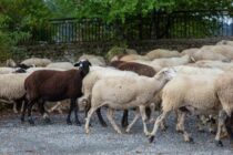 Σκληρά μέτρα για ευλογιά και πανώλη