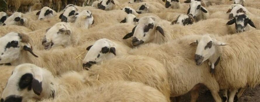 Δάνεια (αντί ενίσχυσης) σε κτηνοτρόφους για ζωοτροφές