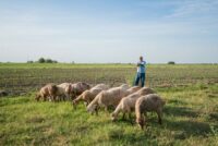 Κρήτη σε επαγρύπνηση: Παράταση μέτρων για την ευλογιά και κινητοποιήσεις