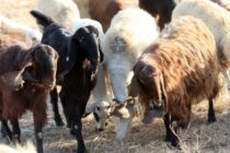 Συναγερμός για ευλογιά σε κοπάδια της Μαγνησίας