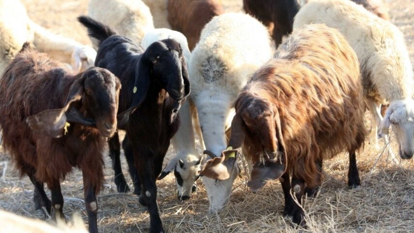 Συναγερμός για ευλογιά σε κοπάδια της Μαγνησίας
