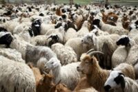 Σχέδιο εμβολιασμού για ευλογιά αιγοπροβάτων