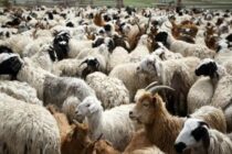 Σχέδιο εμβολιασμού για ευλογιά αιγοπροβάτων