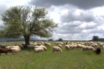 Εικονικά κοπάδια – Τρύπια συστήματα