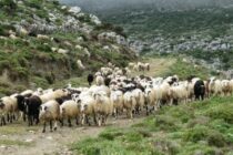 Καθοδική πορεία της κτηνοτροφίας στην Πελοπόννησο