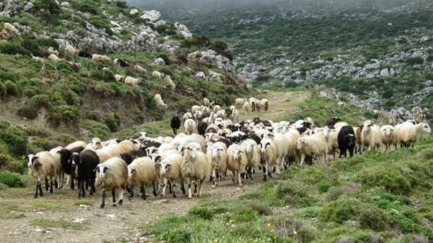 Καθοδική πορεία της κτηνοτροφίας στην Πελοπόννησο