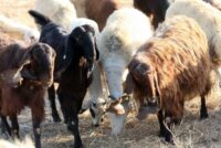 Άμεση ενεργοποίηση της επιτροπής για την ευλογιά, ζητά ο ΣΕΚ