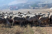 Ευλογιά: Απόγνωση και ευθύνες
