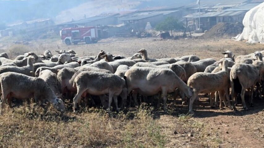 Ευλογιά: Απόγνωση και ευθύνες