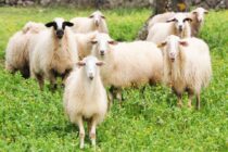 56 εκατ. ευρώ στήριξη κτηνοτρόφων – Νέα έκτακτη ενίσχυση