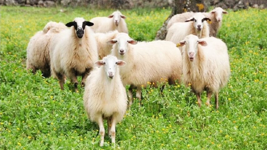 56 εκατ. ευρώ στήριξη κτηνοτρόφων – Νέα έκτακτη ενίσχυση