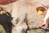 Οζώδης Δερματίτιδα στην Ευρώπη – Νέο κρούσμα στη Γαλλία