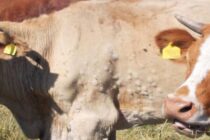 Οζώδης Δερματίτιδα στην Ευρώπη – Νέο κρούσμα στη Γαλλία