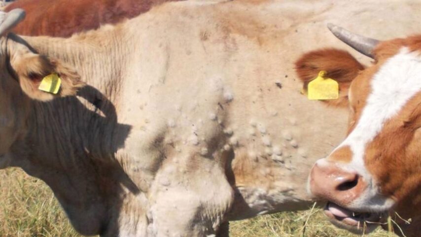 Οζώδης Δερματίτιδα στην Ευρώπη – Νέο κρούσμα στη Γαλλία