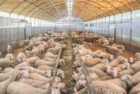 Ευλογιά απειλεί την κτηνοτροφία της Ελασσόνας