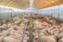 Ευλογιά απειλεί την κτηνοτροφία της Ελασσόνας