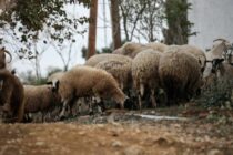 Ευλογιά στις Σέρρες: Αδιέξοδο για κτηνοτρόφους