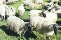 Σχέδιο διάσωσης Καραγκούνικου προβάτου Θεσσαλίας