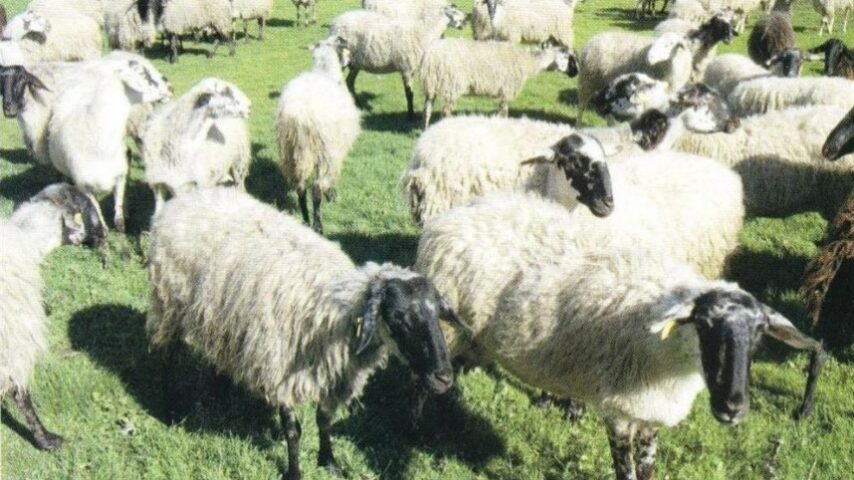 Σχέδιο διάσωσης Καραγκούνικου προβάτου Θεσσαλίας