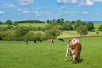 Κτηνοτροφία Ε.Ε. σε καμπή