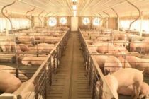 Βέλγιο: Μείωση χοιροτροφείων έως το 2030