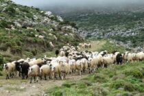 12 τα κρούσματα ευλογιάς στην Πιερία