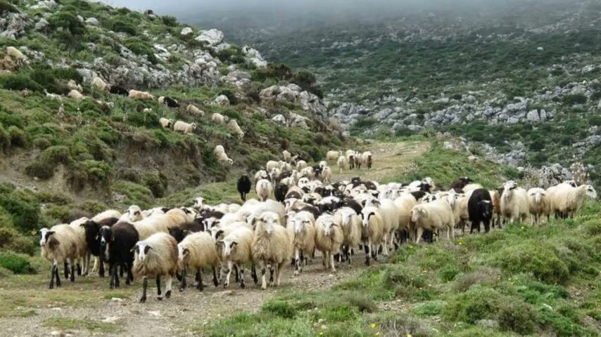 12 τα κρούσματα ευλογιάς στην Πιερία
