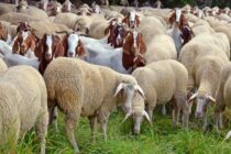 Ευλογιά προβάτων: Κρίσιμη καμπή για κτηνοτροφία