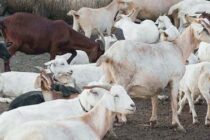 Ελληνική κτηνοτροφία: Η ευλογιά «κλειδώνει» τα μαντριά