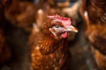 Παγκόσμιος διάλογος για τη γρίπη των πτηνών