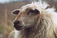 H 1η συνεδρίαση της επιστημονικής επιτροπής για την ευλογιά