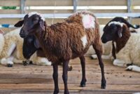 Συναγερμός για ύποπτη ευλογιά προβάτων