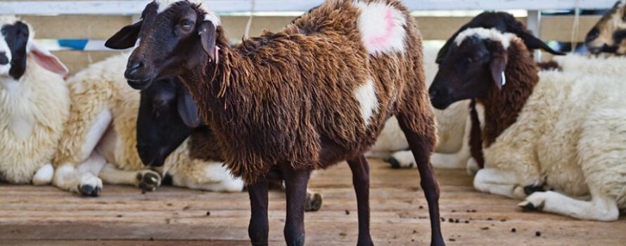 Συναγερμός για ύποπτη ευλογιά προβάτων