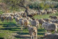 Κρήτη: Παρατείνονται τα μέτρα ευλογιάς